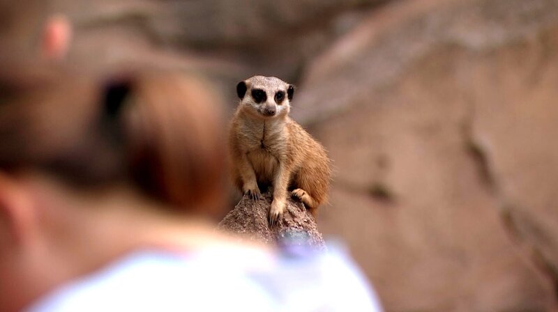 Lebenslang hinter Gittern? - Zoos auf dem Prüfstand – Bild: MDR/​Studio Klarheit Filmproduktion