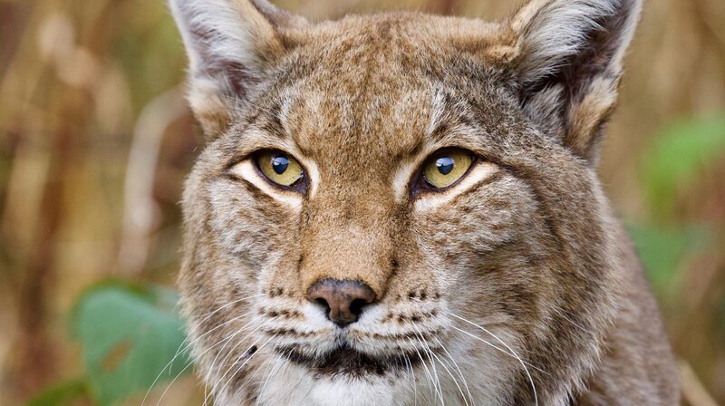 Polens Osten - Zwischen Wisenten, Wölfen und Elchen – Bild: rbb/​NDR/​Zorillafilm/​Jens Westphalen&Thoralf Grospitz