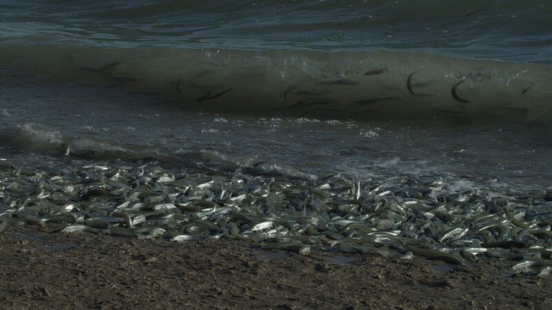 Es wirkt wie eine Flutwelle aus Fischen, wenn Grunionfische an Land kommen, um ihre Eier vor maritimen Fressfeinden zu schützen. – Bild: ZDF und NHNZ, Bob Cranston