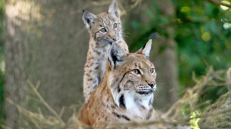 Der Eurasische Luchs, Europas größte Katze, kehrt langsam wieder in die Wälder Mitteleuropas zurück.; NDR Fernsehen EXPEDITIONEN INS TIERREICH, „Wilde Wanderer Tiere auf Tour“, am Mittwoch (09.10.24) um 20:15 Uhr. Der Eurasische Luchs, Europas größte Katze, kehrt langsam wieder in die Wälder Mitteleuropas zurück. © NDR/Doclights GmbH/Interspot Film/Franz Hafner, honorarfrei – Verwendung gemäß der AGB im engen inhaltlichen, redaktionellen Zusammenhang mit genannter NDR-Sendung und bei Nennung „Bild: NDR/Doclights GmbH/Interspot Film/Franz Hafner“ (S2). NDR Presse und Information/Fotoredaktion, Tel: 040/4156–2333 oder -2305, pressefoto@ndr.de – Bild: NDR/Doclights GmbH/Interspot Film/Franz Hafner Der Eurasische Luchs, Europas größte Katze, kehrt langsam wieder in die Wälder Mitteleuropas zurück.; NDR Fernsehen EXPEDITIONEN INS TIERREICH, „Wilde Wanderer Tiere auf Tour“, am Mittwoch (09.10.24) um 20:15 Uhr. Der Eurasische Luchs, Europas größte Katze, kehrt langsam wieder in die Wälder Mitteleuropas zurück. © NDR/Doclights GmbH/Interspot Film/Franz Hafner, honorarfrei – Verwendung gemäß der AGB im engen inhaltlichen, redaktionellen Zusammenhang mit genannter NDR-Sendung und bei Nennung „Bild: NDR/Doclights GmbH/Interspot Film/Franz Hafner“ (S2). NDR Presse und Information/Fotoredaktion, Tel: 040/4156–2333 oder -2305, pressefoto@ndr.de – Bild: NDR/Doclights GmbH/Interspot Film/Franz Hafner