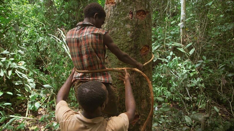 SRF DOK: Die Bienenflüsterer – Kamerun Gefährliches Klettern um an Waben zu gelangen – Bild: PLURIMEDIA (Grand Angle Productions)