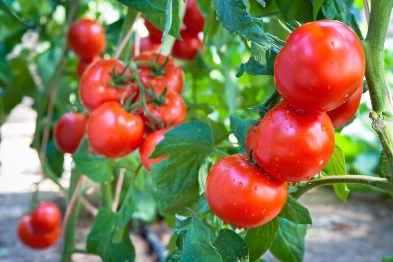 Tomaten – Bild: Depositphotos /​ fotokostic