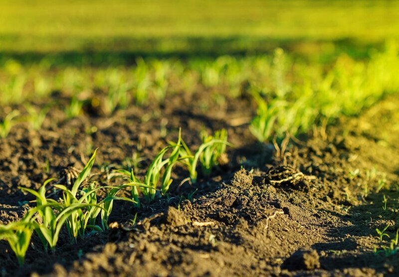 Young corn field in brown soil at sunset. – Bild: Depositphotos / Cristian Gabriel Kerekes / jaycriss Young corn field in brown soil at sunset. – Bild: Depositphotos / Cristian Gabriel Kerekes / jaycriss