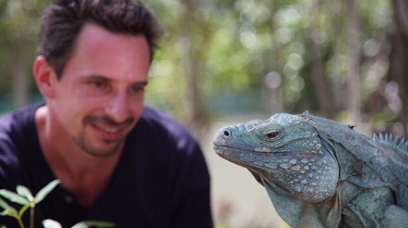 Der Biologe Matt Götz kämpft seit zehn Jahren mit einem erfolgreichen Zucht- und Auswilderungsprogramm um das Überleben des Blauen Leguan. – Bild: phoenix/​ZDF/​Oliver Gurr