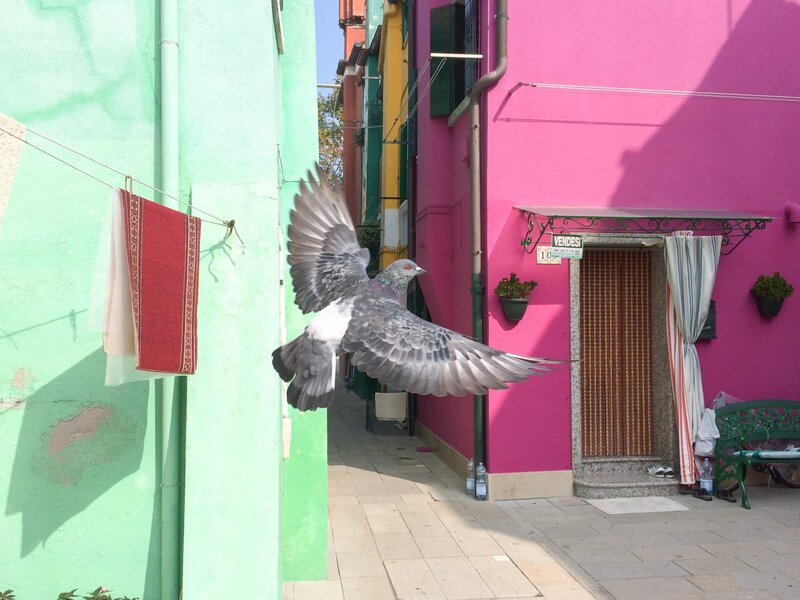 Wildes Venedig – Bild: ORF/​Kreativkraft/​Klaus Steindl