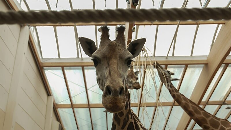 Giraffe im Innengehege des Afrikabereichs im Zoo Leipzig. – Bild: MDR/​Cine Impuls Leipzig GmbH