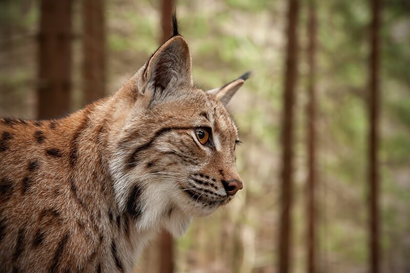Detaillierte Nahaufnahme eines erwachsenen Luchses im Herbstwald mit unscharfem Hintergrund. – Bild: Depositphotos /​ JakubMrocek