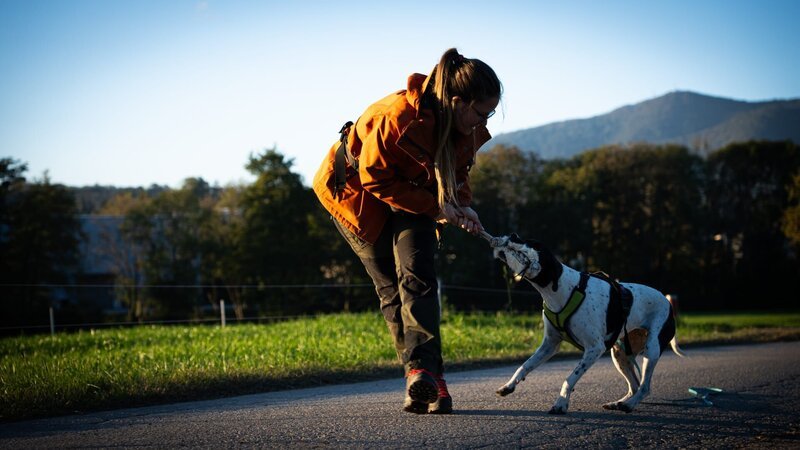 Spürhunde im Einsatz gegen den invasiven Japankäfer. – Bild: GO! Film GmbH /​ ZDF