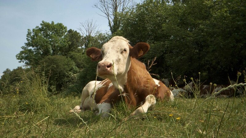 Die Macht der Mikroben – Bild: M2R Films