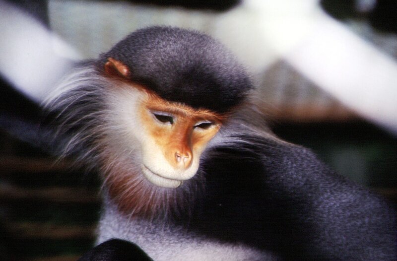 Kleideraffe. Einer der Schützlinge im EPRC (Endangered Primate Rescue Cemter), der Rettungsstation von Tilo Nadler im vietnamesischen Cuc Phuong Nationalpark. Kleideraffen, Delacour-Languren und Goldschopflanguren gehören zu den gefährdeststen Tierarten der Welt. Sie sind weitaus bedrohter als Gorillas, Orang Utans und Schimpansen. – Bild: Bayerischer Rundfunk Kleideraffe. Einer der Schützlinge im EPRC (Endangered Primate Rescue Cemter), der Rettungsstation von Tilo Nadler im vietnamesischen Cuc Phuong Nationalpark. Kleideraffen, Delacour-Languren und Goldschopflanguren gehören zu den gefährdeststen Tierarten der Welt. Sie sind weitaus bedrohter als Gorillas, Orang Utans und Schimpansen. – Bild: Bayerischer Rundfunk