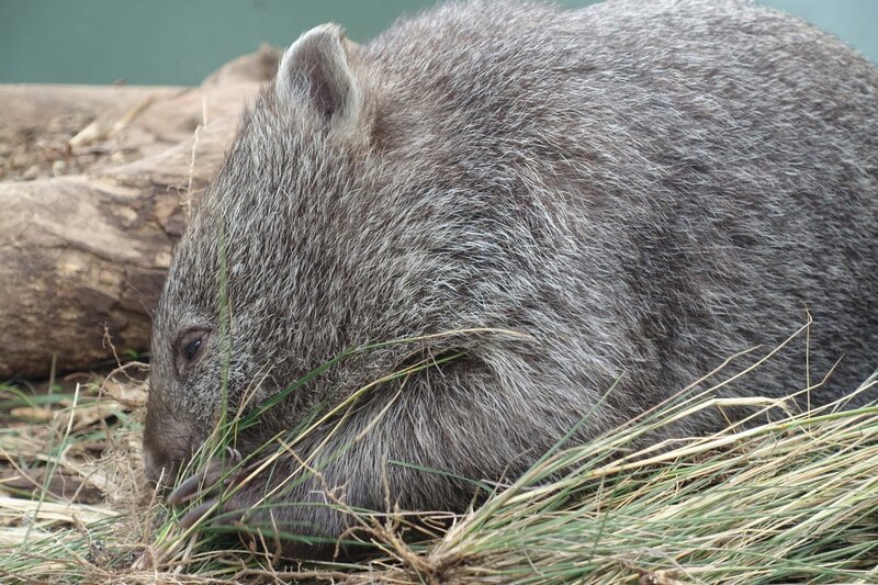 Wombats sind Vegetarier und ernähren sich vor allem von Gras. – Bild: BR/​Text und Bild Medienproduktion GmbH & Co. KG