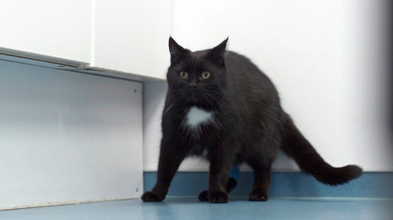 Katze Holly nimmt während der Behandlung durch Dr. Yasmin Diepenbruck Reißaus. – Bild: NDR/​Doclights GmbH