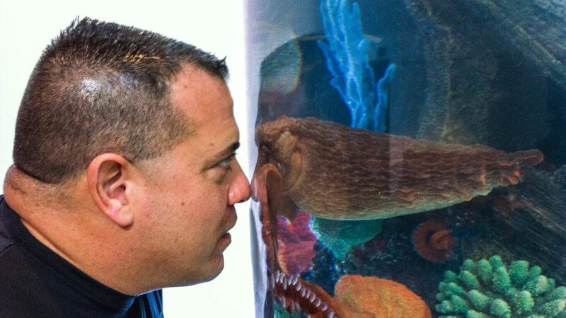Wayde King looking closely into Tracy’s octopus tank with his nose up against the glass. – Bild: Animal Planet /​ 32129_ep316_012 /​ Discovery Communications