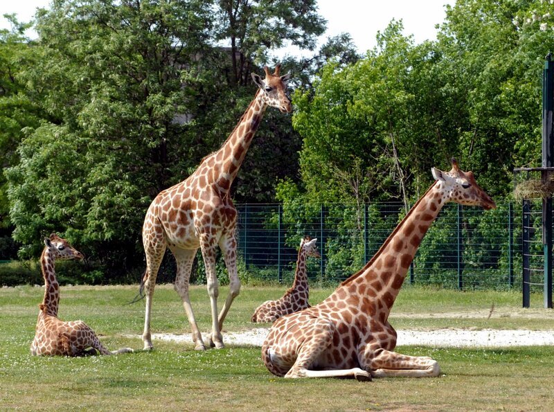 Giraffenfamilie. – Bild: rbb/​Thomas Ernst