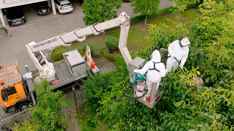 Achtung, Asiatische Hornissen im Anflug! – Bild: NDR