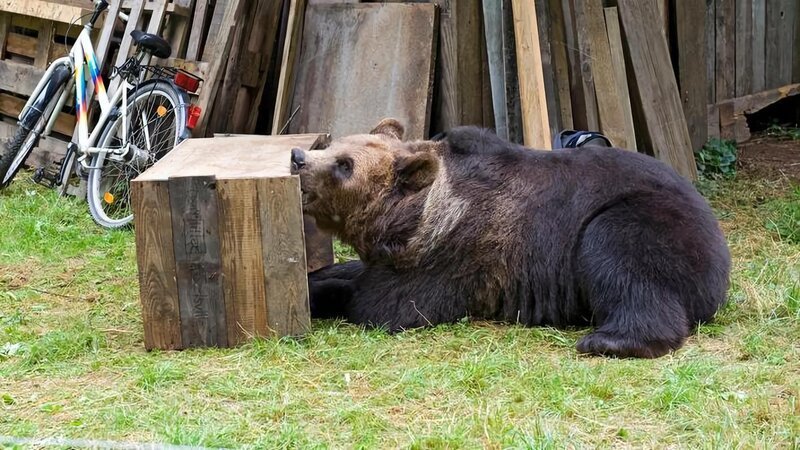 Ein ausgewachsener Bär versetzt Waldau und Umgebung in Schrecken. – Bild: SWR/​Maria Wiesler