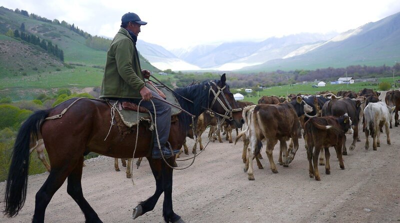 Nomadisches Leben hat auch die Sowjetzeit überstanden. Nach wie vor treiben viele Kirgisen ihre Tiere im Sommer auf Hochweiden. – Bild: NDR/​TELLUX