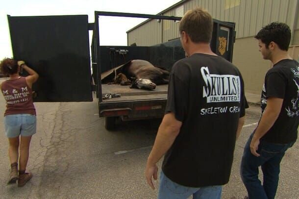 Oklahoma City, OK, USA: Mike Roman drops off a horse to Skulls Unlimited and owner Jay and his son collect the delivery. – Bild: National Geographic Society