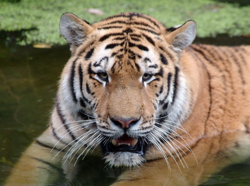 Im Alfred-Brehm-Haus schnurren die großen Katzen. Tigerjunge Darius erkundet seine neue Anlage erstmal sehr skeptisch. Wird ihn ein „unbekanntes Schwimmobjekt“ vielleicht aus der Reserve und ins Wasser locken? – Bild: rbb/​Thomas Ernst
