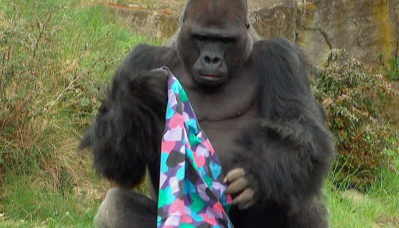 Gorilla Ivo im Zoo Berlin hat ein Dufttuch bekommen. – Bild: BR/​Dokfilm/​rbb