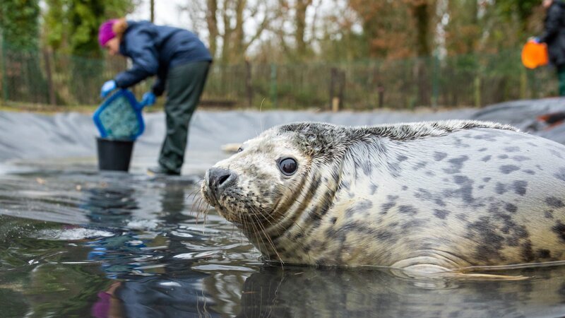 A photo of a seal in water looking at the camera while an intern cleans in the background. – Bild: David Clawson /​ Animal Planet /​ Discovery Communications