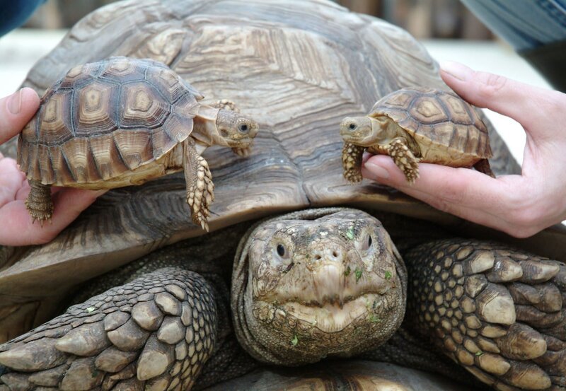 Der Babyboom im Zoo Berlin und Tierpark Berlin reißt nicht ab. Wir blicken auf das Jahr 2008 zurück und zeigen die schönsten Bilder der kleinen Bewohner im Zoo Berlin und Tierpark Berlin. Gerade geschlüpfte Schildkrötenbabys – Bild: rbb/​Thomas Ernst