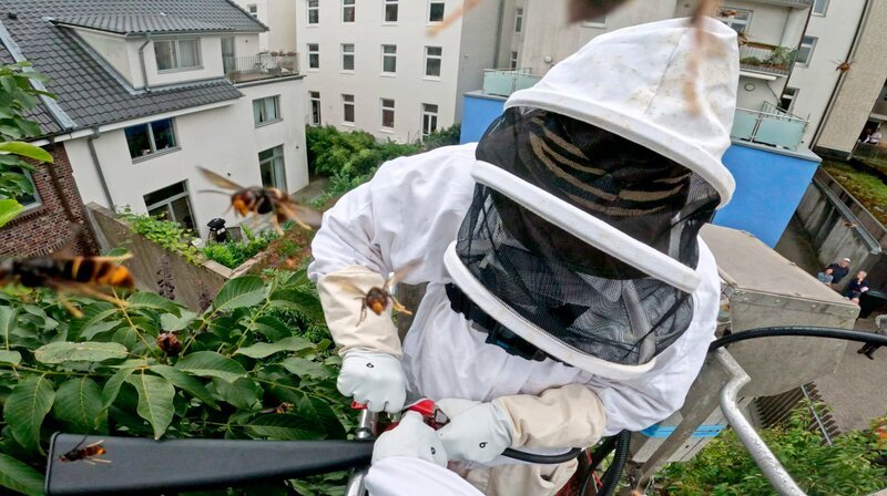 Asiatische Hornissen sind so friedlich und ungefährlich, wie unsere heimischen Hornissen. Doch wenn man sich ihrem Nest nähert, verteidigen sie es vehement.; NDR Fernsehen DIE NORDREPORTAGE: ACHTUNG, ASIATISCHE HORNISSEN IM ANFLUG!, am Dienstag (29.10.24) um 18:15 Uhr. Asiatische Hornissen sind so friedlich und ungefährlich, wie unsere heimischen Hornissen. Doch wenn man sich ihrem Nest nähert, verteidigen sie es vehement. © NDR, honorarfrei – Verwendung gemäß der AGB im engen inhaltlichen, redaktionellen Zusammenhang mit genannter NDR-Sendung und bei Nennung „Bild: NDR“ (S2). NDR Presse und Information/​Fotoredaktion, Tel: 040/​4156⁠–⁠2333 oder -2305, pressefoto@ndr.de – Bild: NDR