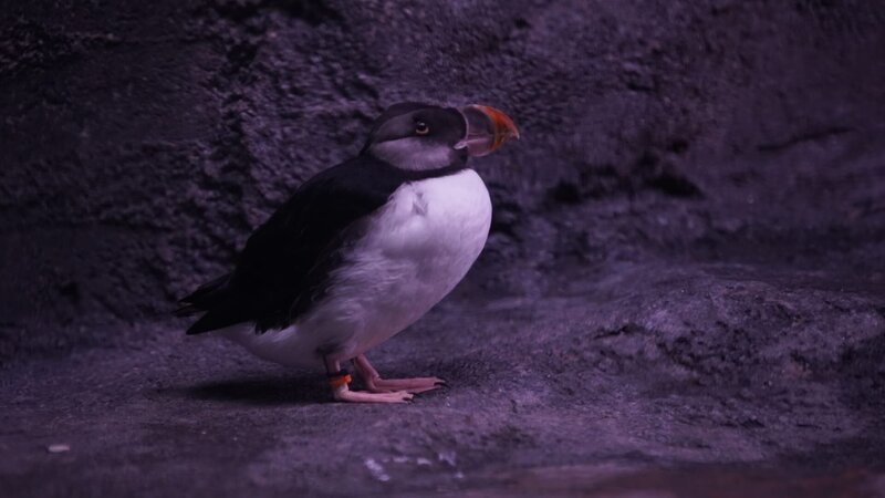Puffin on Habitat – Bild: Animal Planet /​ Discovery Communications, LLC