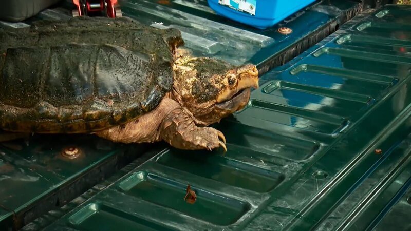 A rescued tortoise. – Bild: Animal Planet