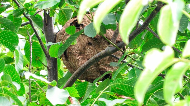 Das Nest von Asiatischen Hornissen hängt meist in hohen Bäumen, kann so groß wie ein Medizinball sein und über 1000 Tiere beherbergen.; NDR Fernsehen DIE NORDREPORTAGE: ACHTUNG, ASIATISCHE HORNISSEN IM ANFLUG!, am Dienstag (29.10.24) um 18:15 Uhr. Das Nest von Asiatischen Hornissen hängt meist in hohen Bäumen, kann so groß wie ein Medizinball sein und über 1000 Tiere beherbergen. © NDR, honorarfrei – Verwendung gemäß der AGB im engen inhaltlichen, redaktionellen Zusammenhang mit genannter NDR-Sendung und bei Nennung „Bild: NDR“ (S2). NDR Presse und Information/​Fotoredaktion, Tel: 040/​4156⁠–⁠2333 oder -2305, pressefoto@ndr.de – Bild: NDR