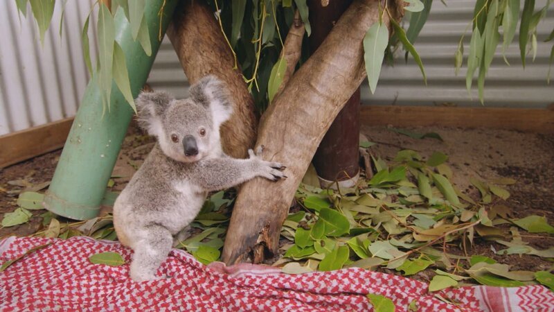Koala. – Bild: Warner Bros. Discovery