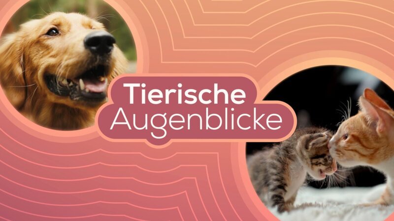 Bild: ORF / ORF Grafik Bild: ORF / ORF Grafik