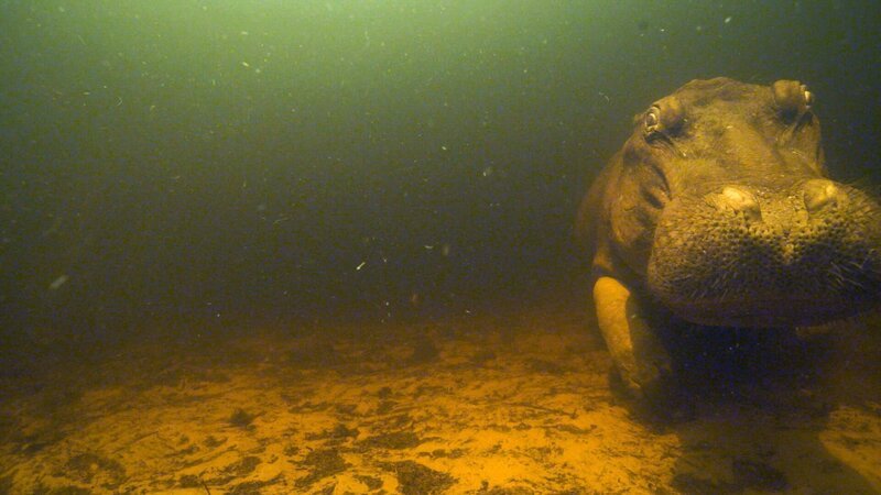 Flusspferd, Unterwasser. – Bild: ORF/BBC/The Natural History Film Unit Botswana Flusspferd, Unterwasser. – Bild: ORF/BBC/The Natural History Film Unit Botswana