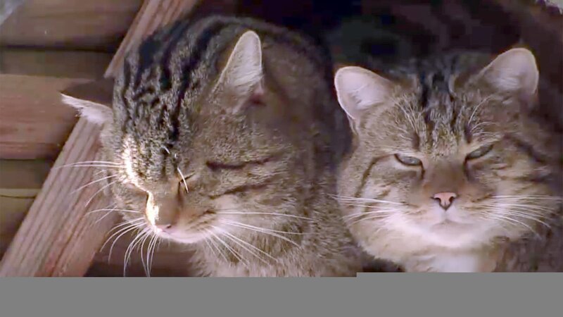 Wildkatzen. – Bild: ORF
