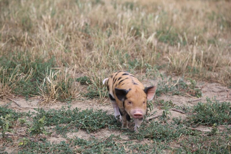 Kunekune Ferkel während ServusTVs „An der March“ in Marchegg, NÖ. – Bild: Servus TV /​ Monika Roidmayr /​ Terra Mater Studios Gmbh