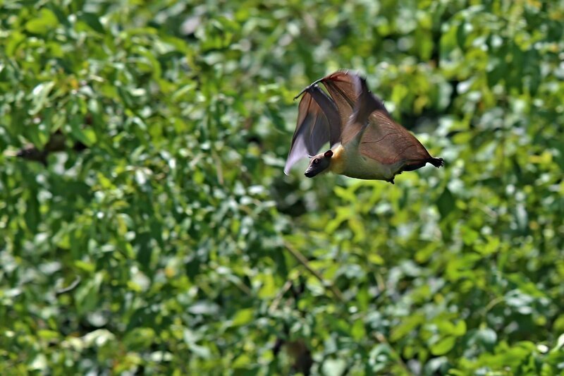 Flying Fox im afrikanischen Naturlebensraum – Bild: depositphotos