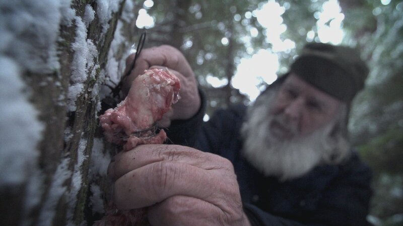 Gary Muelberger uses some of the dead deer meat to hang around his martin traps. – Bild: BBC Worldwide Limited