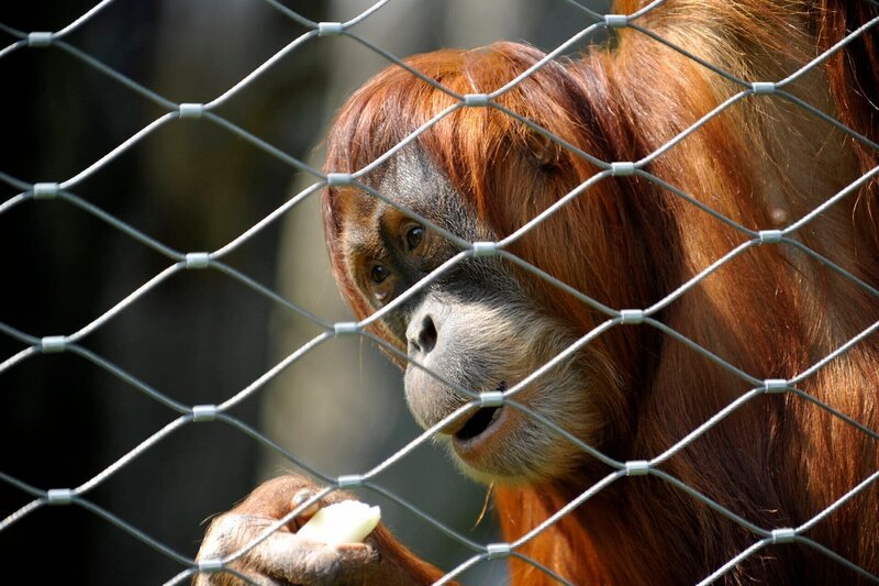 Sozialverhalten – Geschichten aus dem Zoo Berlin und dem Tierpark Berlin. In dieser Folge sind Futterexperimente bei den Orang-Utans zu beobachten. – Bild: rbb/​Thomas Ernst