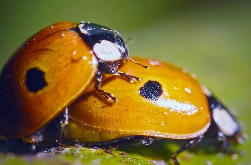 Marienkäferweibchen paaren sich mehrmals hintereinander mit unterschiedlichen Männchen. – Bild: Flair Production