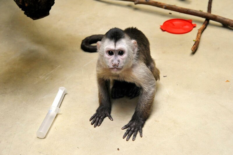 Kapuzineräffchen Sina (Foto) ist engen menschlichen Kontakt gewöhnt. Bereits kurz nach ihrer Geburt wurde sie von den Tierpflegern im Halbaffenhaus mit der Flasche groß gezogen. Mittlerweile ist Sina acht Monate alt. Auch wenn sie heute eine neue Kinderstube bekommt, soll sie Schritt für Schritt in die bestehende Kapuziner-Gruppe integriert werden. – Bild: rbb/​Thomas Ernst