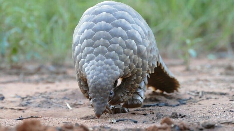 Das Schuppentier – auch Pangolin genannt – ist von Kopf bis Schwanz mit Schuppen bedeckt. Es gehört zur Familie der Tannenzapfentiere. – Bild: BR/​Text+Bild Medienproduktion GmbH & Co. KG