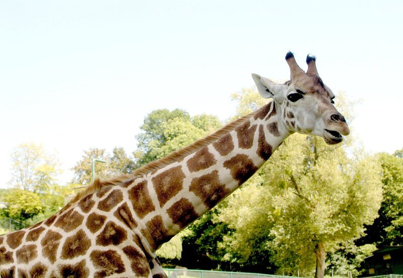 Giraffe im Opel-Zoo Kronberg. – Bild: BR/​HR/​Petra Bruder