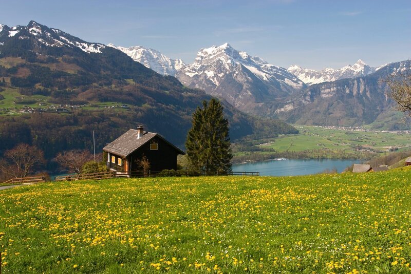 Almwiese im Frühjahr, Schweiz – Bild: Depositphotos /​ exinocactus
