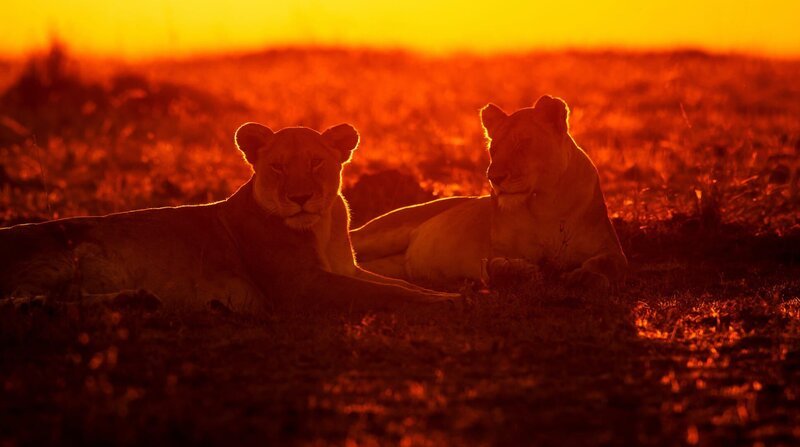 Löwinnen bei Sonnenaufgang. Sie haben eine harte Nacht voller Jagdversuche hinter sich. Nur ein Bruchteil dieser Jagden sind erfolgreich. – Bild: ZDF und NDR/​Doclights GmbH/​NDR Naturfilm.