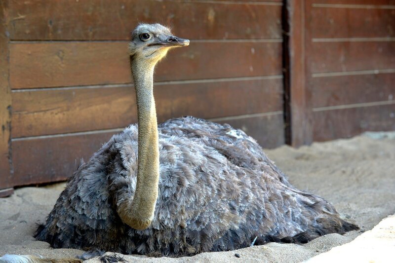 Strauß im Zoo Berlin. – Bild: rbb/​Thomas Ernst