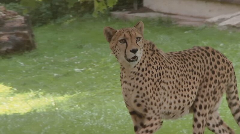Gepard im Opel-Zoo Kronberg. – Bild: BR/​HR