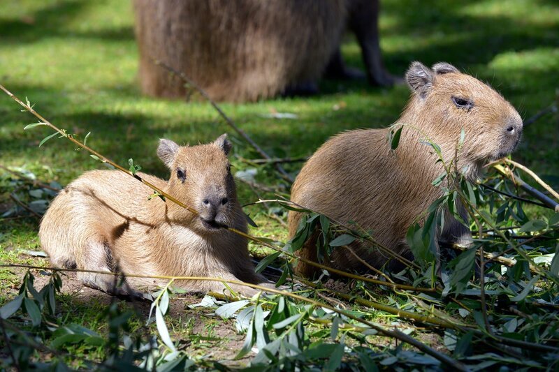 Zwei Wasserschwein-Jungen im Zoo Berlin. – Bild: BR/​rbb/​Thomas Ernst