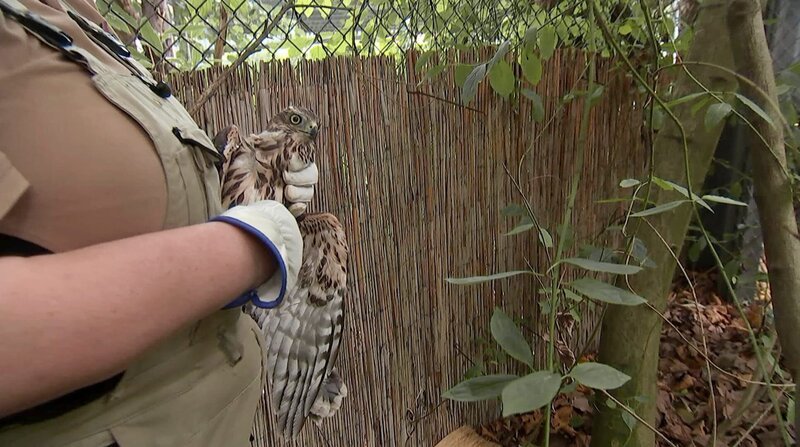 Ein verletzter Bussard wird aus dem Revier von Tiger Vanni im Frankfurter Zoo geborgen. – Bild: BR/​HR