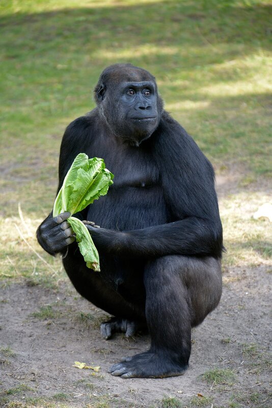 Gorilla-Weibchen Djambala im Zoo Berlin. – Bild: BR/​rbb/​Thomas Ernst