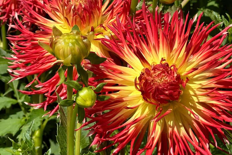 Dahlienzüchter aus Bad Köstritz – Bild: MDR/​Anke Deleiter